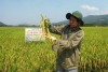 Cần đẩy mạnh việc liên kết sản xuất giống lúa hàng hóa để nâng cao giá trị kinh tế và ổn định đầu ra sản phẩm. Ảnh: VĂN SỰ